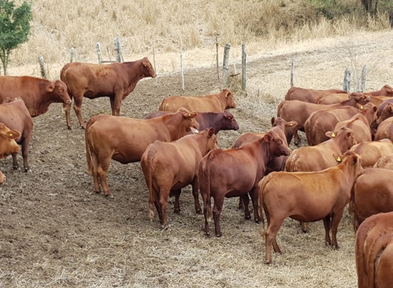 Regador para rancho