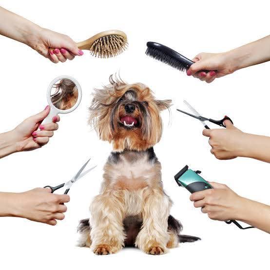 Estilista canina