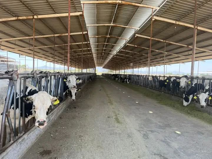 Pasturero
