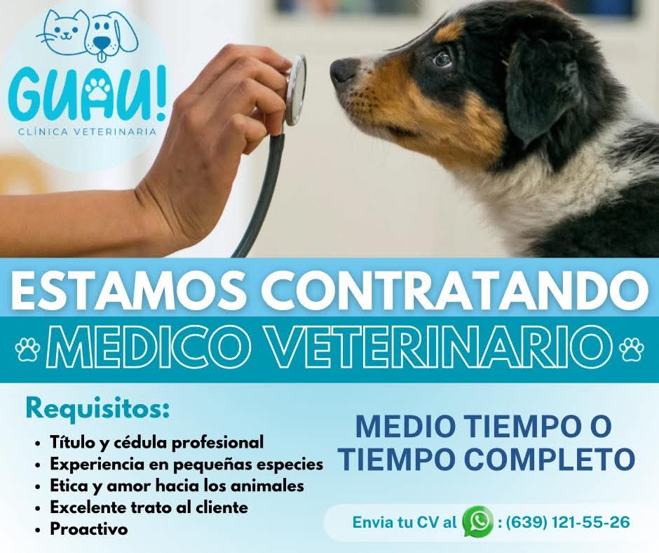 Médico veterinario