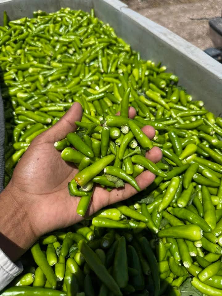 Pescar chile